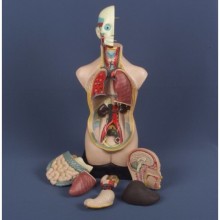 İnsan Vücudu Modeli 11 Parça