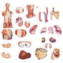 AKAS 17-1 Başı ile Birlikte Gövde Kasları Modeli