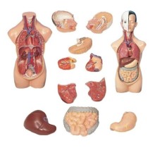 AKAS 20-6 Küçük İnsan Vücudu Modeli