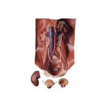 LKLS 3 Üriner Organ Modeli