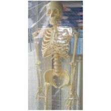 İskelet Maketi