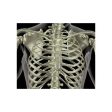 Hbm48 Göğüs Yastığı