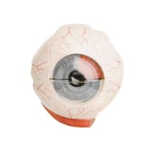 KPC 05 Göz Küre Modeli