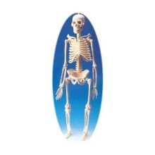 Küçük Boy İskelet Maketi