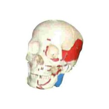 Renkli Kafatası Maketi