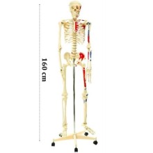 İskelet Modeli 160cm İnsan İskeleti Gerçek Boyut