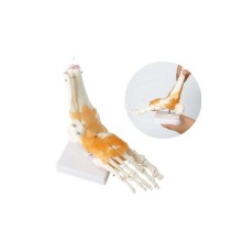 Omurga Ayak Maketi Model 29